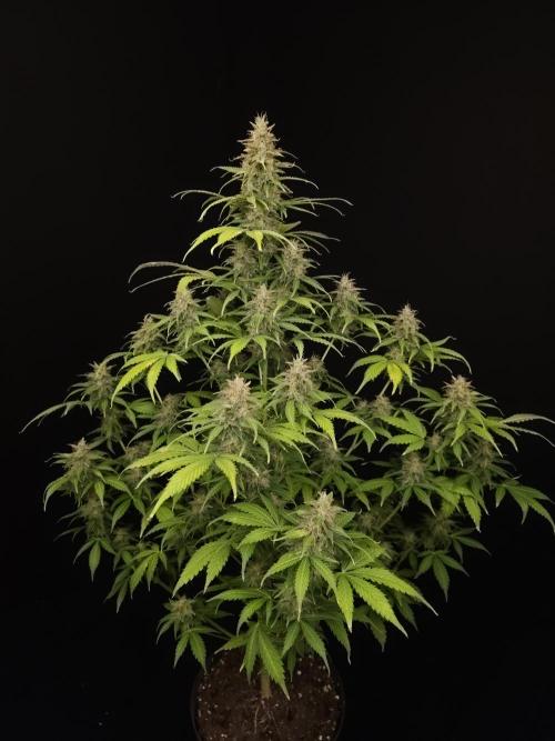 Auto Wappa 2. Week 11