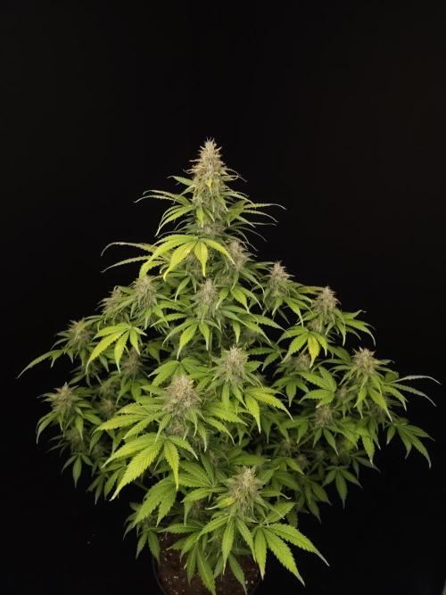 Auto Wappa 2. Week 11