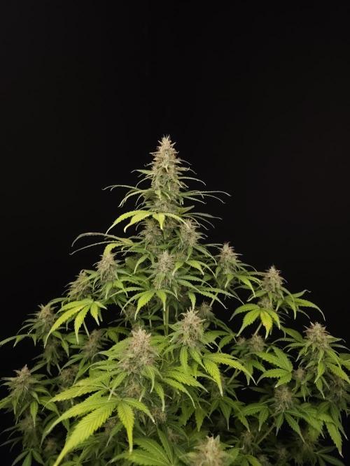 Auto Wappa 2. Week 11