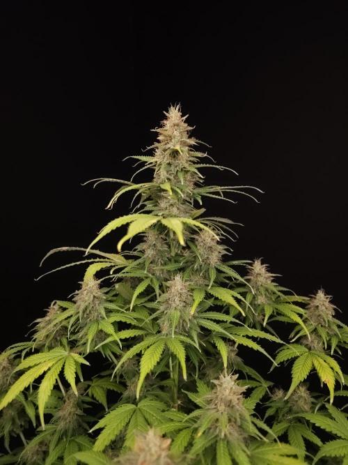 Auto Wappa 2. Week 11