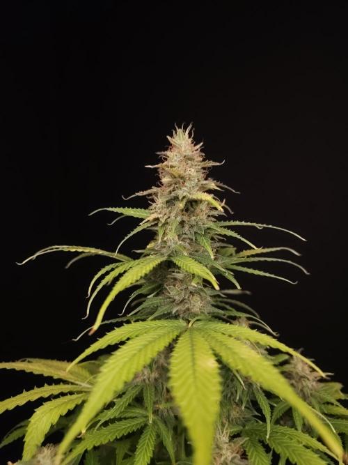 Auto Wappa 2. Week 11