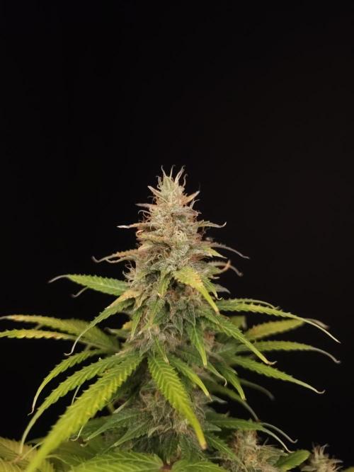 Auto Wappa 2. Week 11