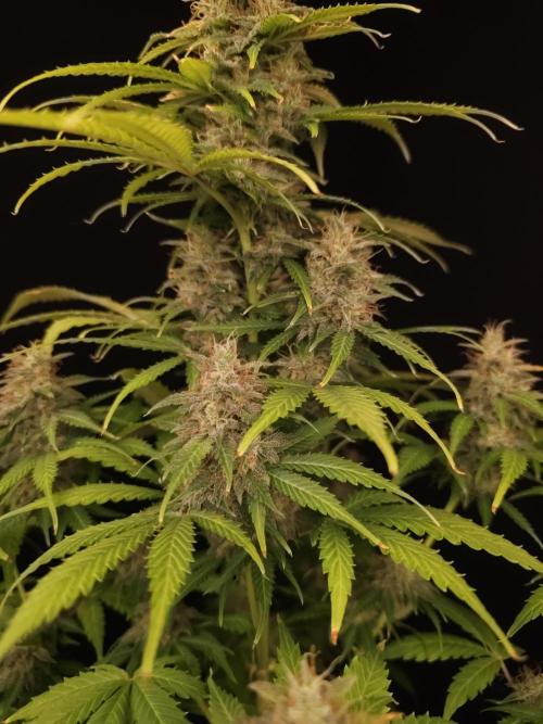 Auto Wappa 2. Week 11