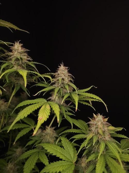 Auto Wappa 2. Week 11