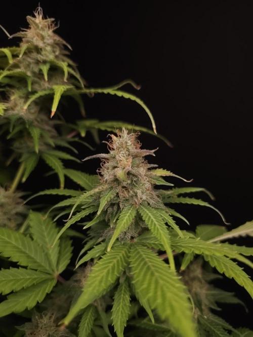 Auto Wappa 2. Week 11