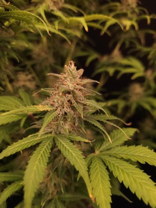 Auto Wappa 2. Week 11