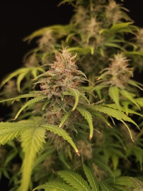 Auto Wappa 2. Week 11