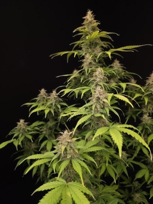 Auto Wappa 2. Week 11