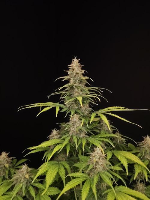 Auto Wappa 2. Week 11