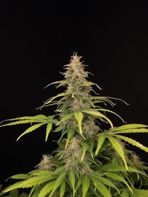 Auto Wappa 2. Week 11