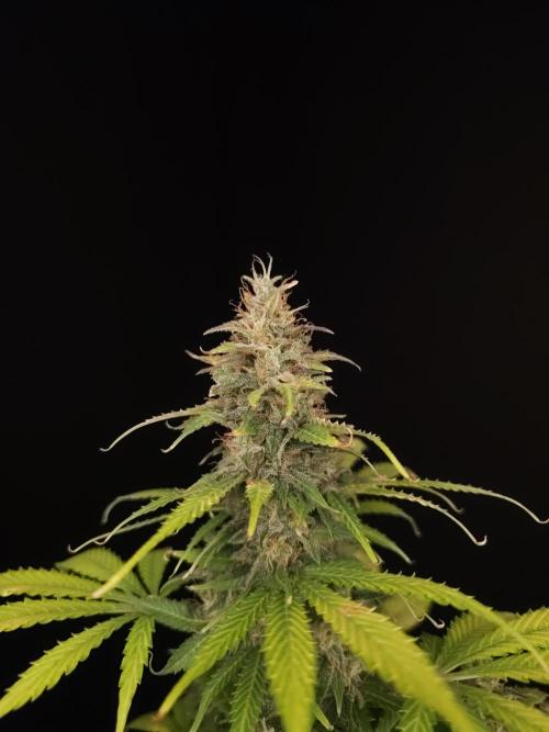 Auto Wappa 2. Week 11