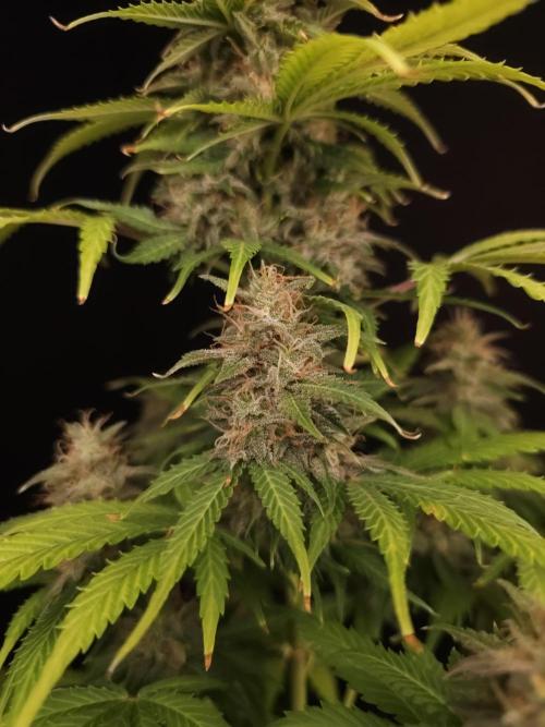 Auto Wappa 2. Week 11