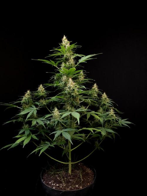 Pandora auto 1. Week 12