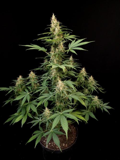 Pandora auto 1. Week 12