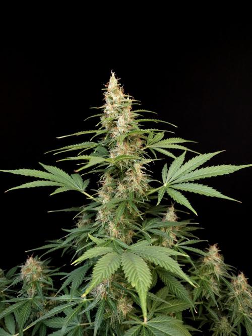 Pandora auto 1. Week 12