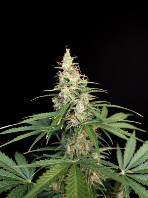 Pandora auto 1. Week 12