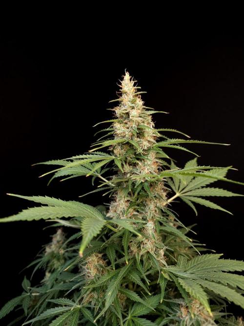 Pandora auto 1. Week 12