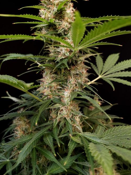 Pandora auto 1. Week 12