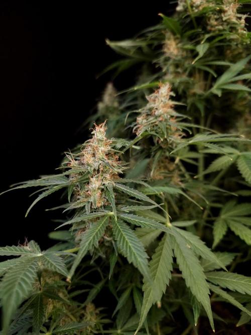 Pandora auto 1. Week 12