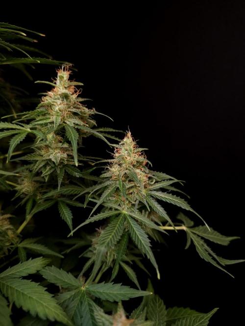 Pandora auto 1. Week 12