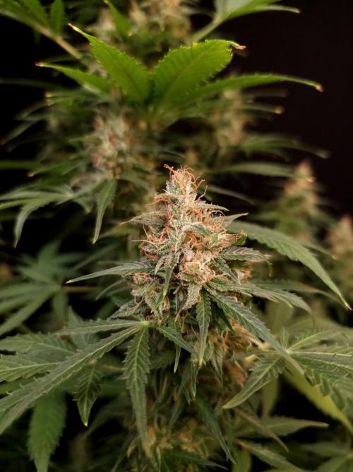 Pandora auto 1. Week 12