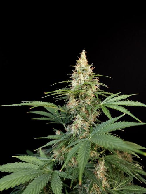 Pandora auto 1. Week 12