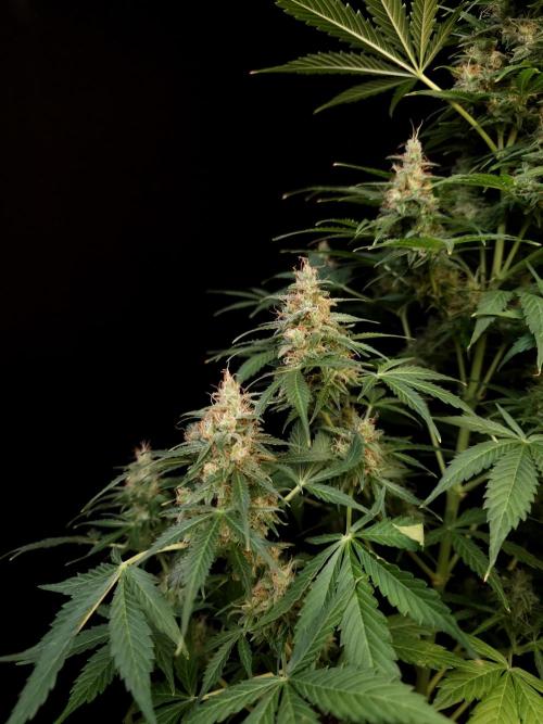 Pandora auto 1. Week 12