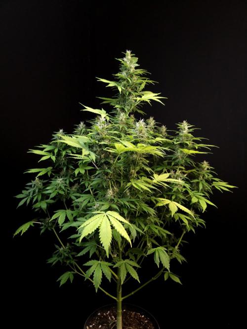 Pandora auto 2. Week 11