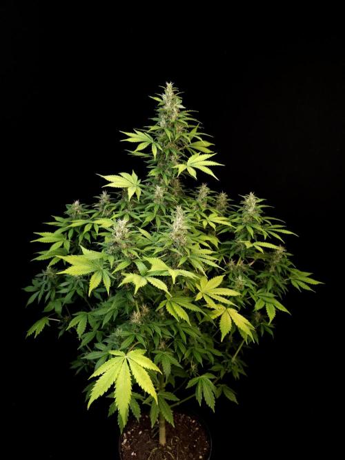 Pandora auto 2. Week 11