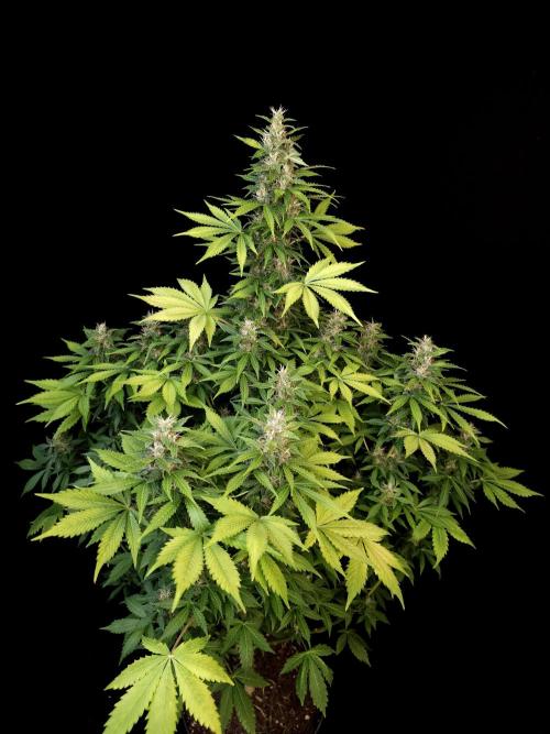 Pandora auto 2. Week 11