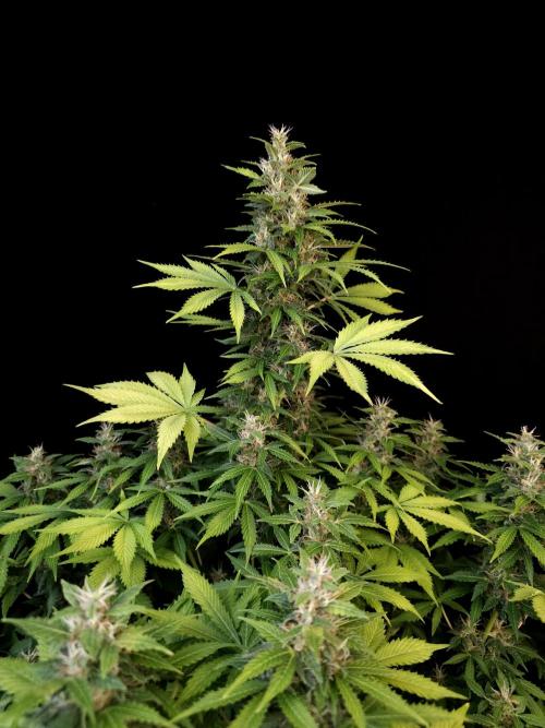 Pandora auto 2. Week 11