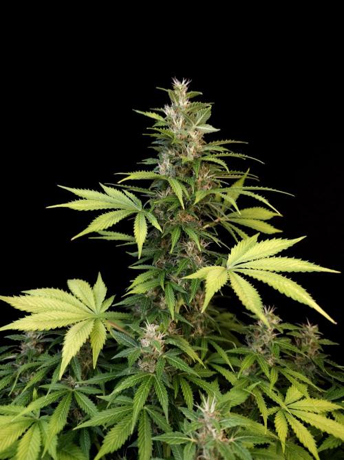 Pandora auto 2. Week 11