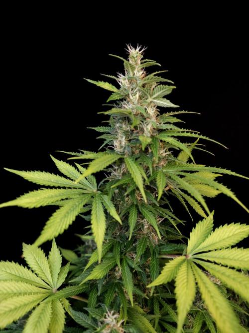 Pandora auto 2. Week 11