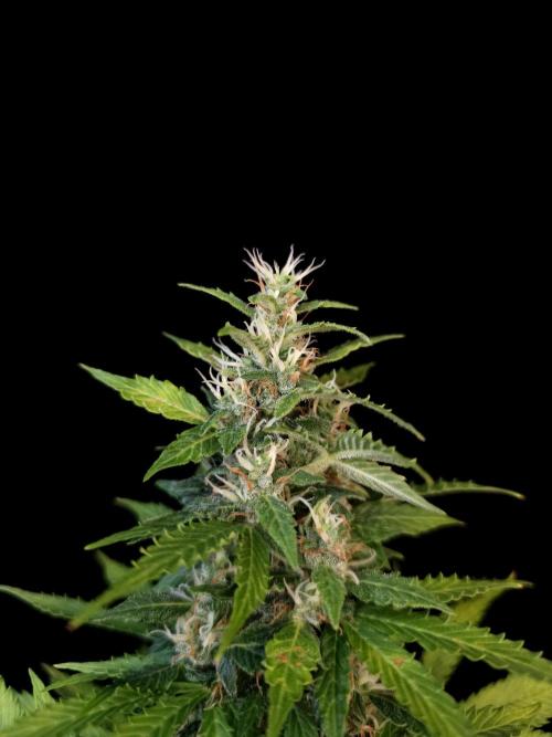 Pandora auto 2. Week 11