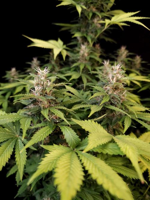 Pandora auto 2. Week 11