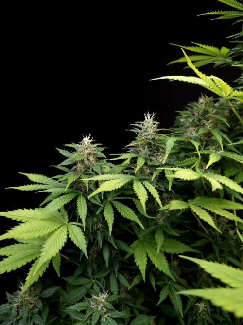 Pandora auto 2. Week 11