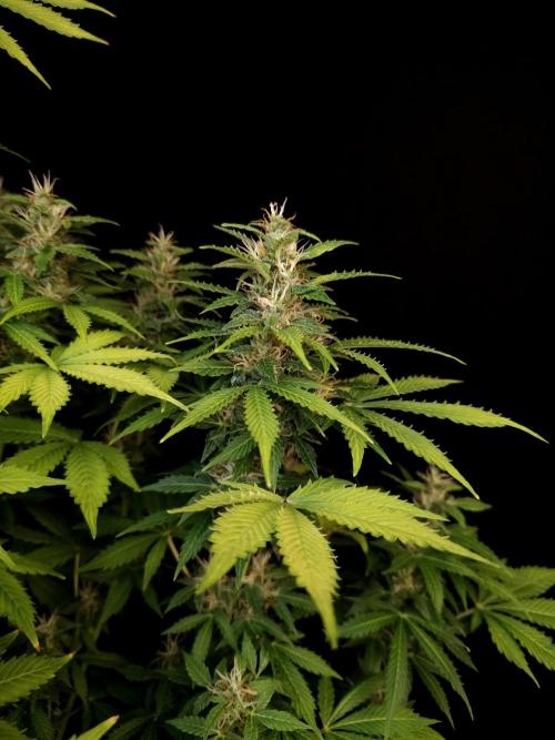 Pandora auto 2. Week 11