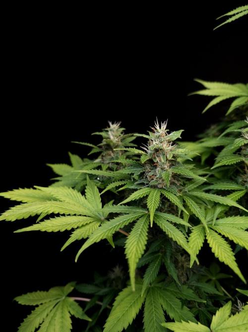 Pandora auto 2. Week 11