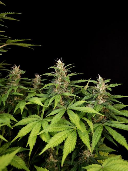 Pandora auto 2. Week 11