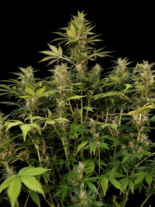 Pandora auto 2. Week 11