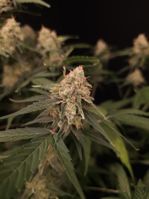 Vertigo Auto 1. Week 11