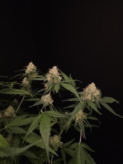 Vertigo Auto 1. Week 11