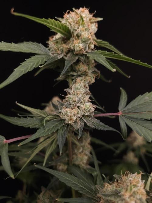 Vertigo Auto 1. Week 11