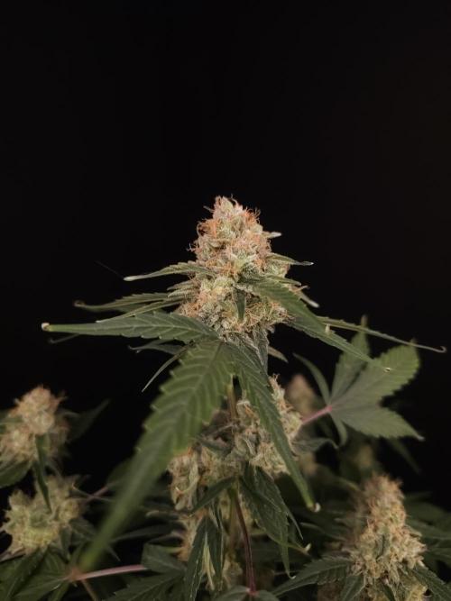 Vertigo Auto 1. Week 11