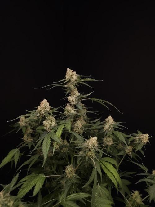 Vertigo Auto 1. Week 11