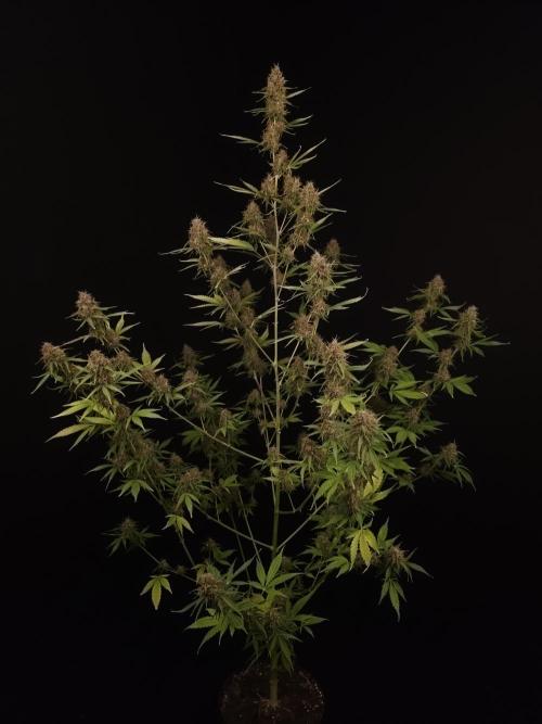 Vertigo Auto 2. Week 11