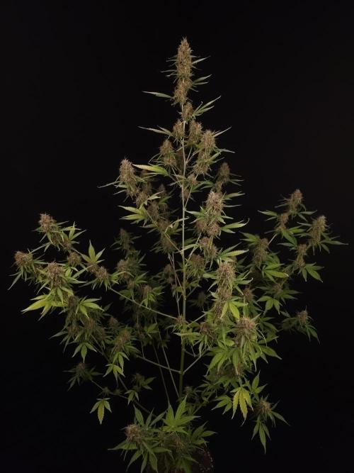 Vertigo Auto 2. Week 11