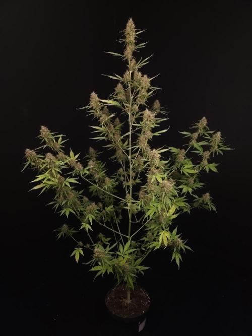 Vertigo Auto 2. Week 11