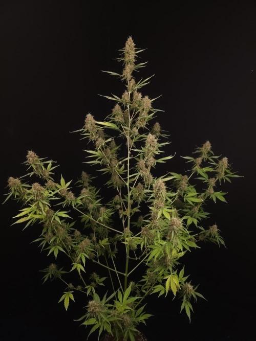 Vertigo Auto 2. Week 11