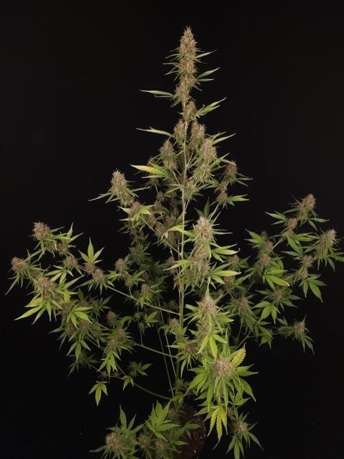 Vertigo Auto 2. Week 11